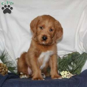 Comet, Labrador Mix Puppy